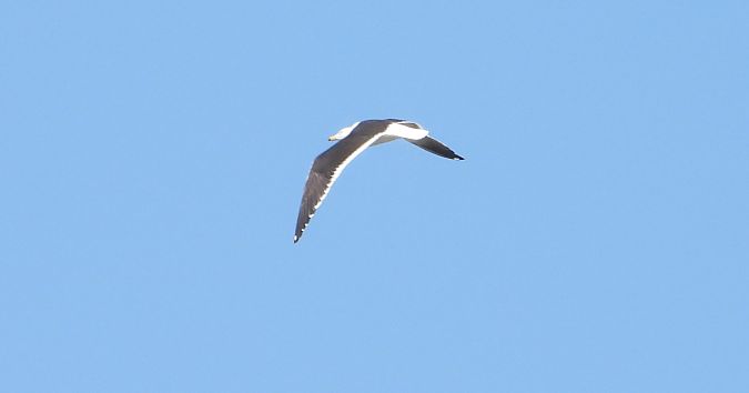 mewa żółtonoga (ssp. fuscus) 