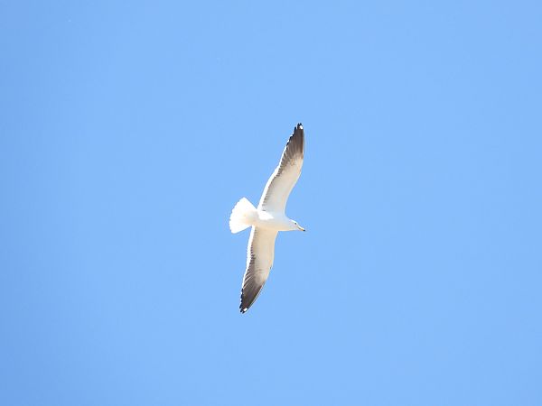 mewa żółtonoga (ssp. fuscus) 