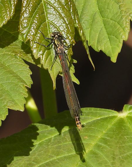 Frühe Adonislibelle 