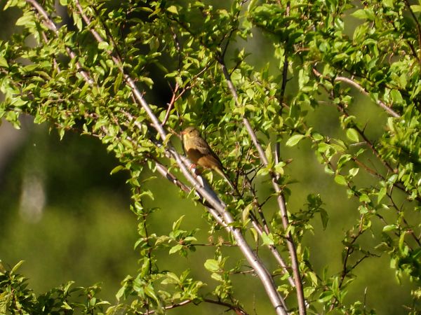 Ortolan 