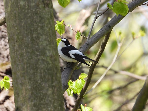 Halsbandschnäpper 
