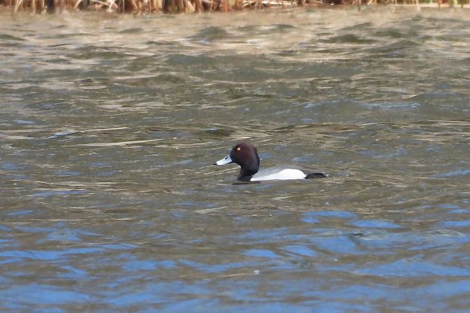 głowienka x czernica  - Łukasz Krawczyk