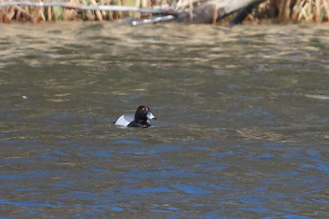 Hybrid Tafel- x Reiherente  - Łukasz Krawczyk