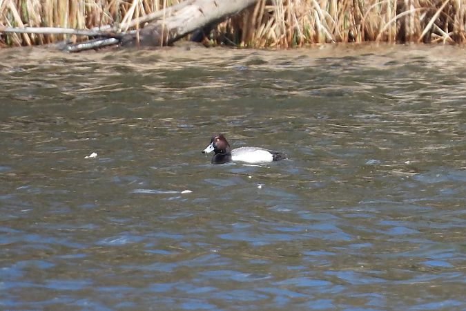 głowienka x czernica  - Łukasz Krawczyk