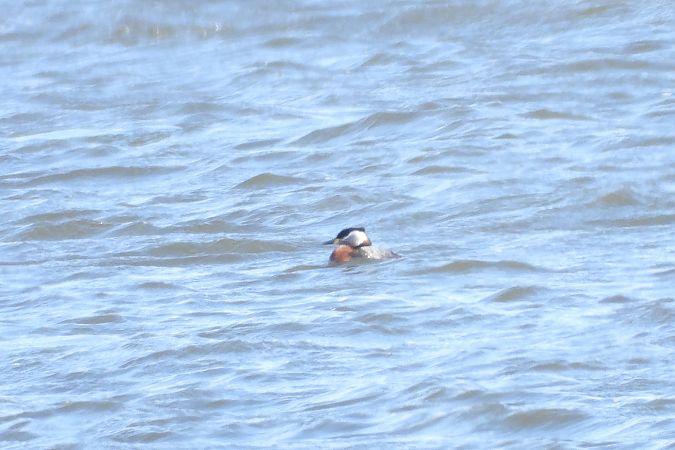 perkoz rdzawoszyi  - Łukasz Krawczyk