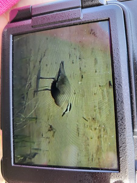 czajka towarzyska  - Agnieszka Białostocka