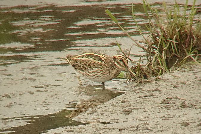 bekasik  - Tomasz Kosut