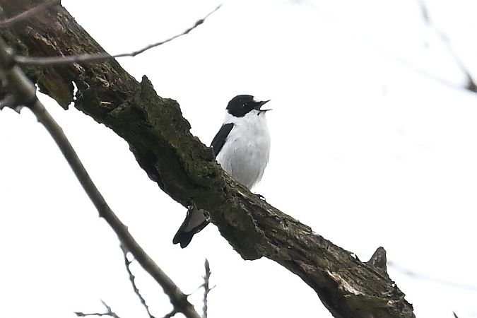 muchołówka białoszyja  - Tomasz Kosut