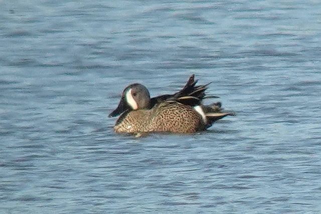 cyranka modroskrzydła  - Tomasz Kosut