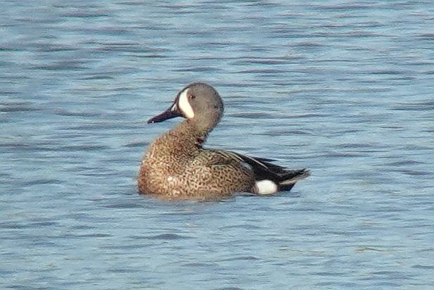 cyranka modroskrzydła  - Tomasz Kosut