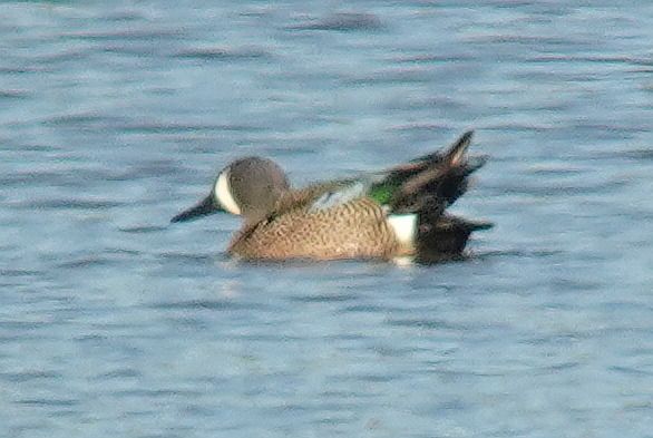 cyranka modroskrzydła  - Tomasz Kosut