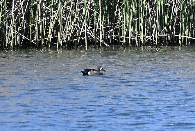 Blauflügelente  - Tomasz Kosut