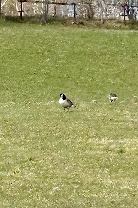 Bernache du Canada  - Wojciech Kaczor