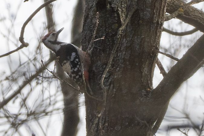 dzięcioł białogrzbiety  - Piotr Kosidło