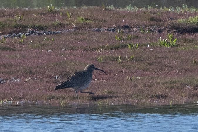 kulik mniejszy  - Piotr Kosidło