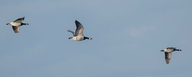 bernikla białolica  - Piotr Kosidło