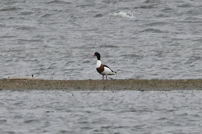 ohar  - Mariusz Godlewski