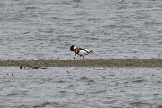 ohar  - Mariusz Godlewski