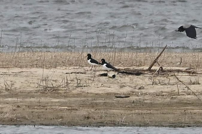 ostrygojad  - Mariusz Godlewski