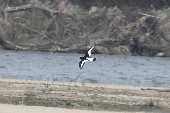 ostrygojad  - Mariusz Godlewski