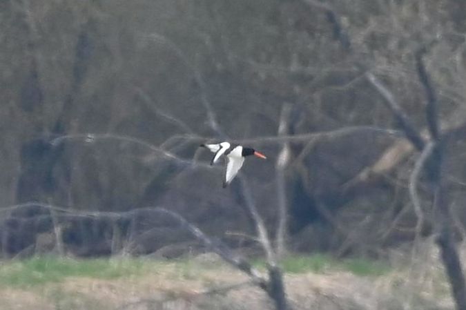 ostrygojad  - Mariusz Godlewski