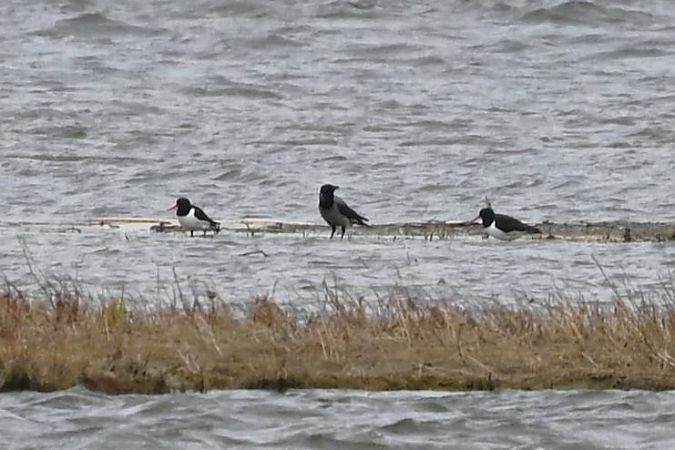 ostrygojad  - Mariusz Godlewski