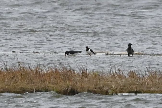 ostrygojad  - Mariusz Godlewski