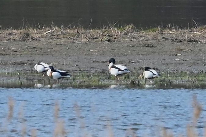 ohar  - Mariusz Godlewski