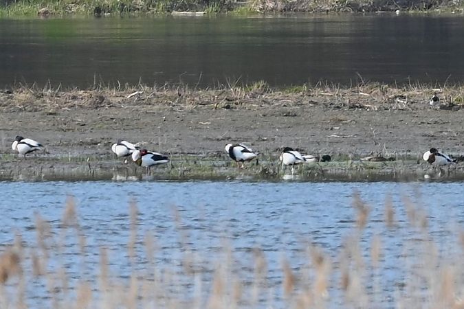 Brandgans  - Mariusz Godlewski