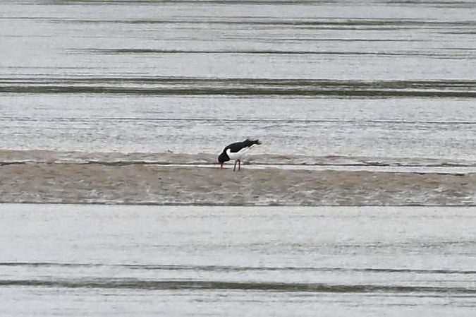 ostrygojad  - Mariusz Godlewski
