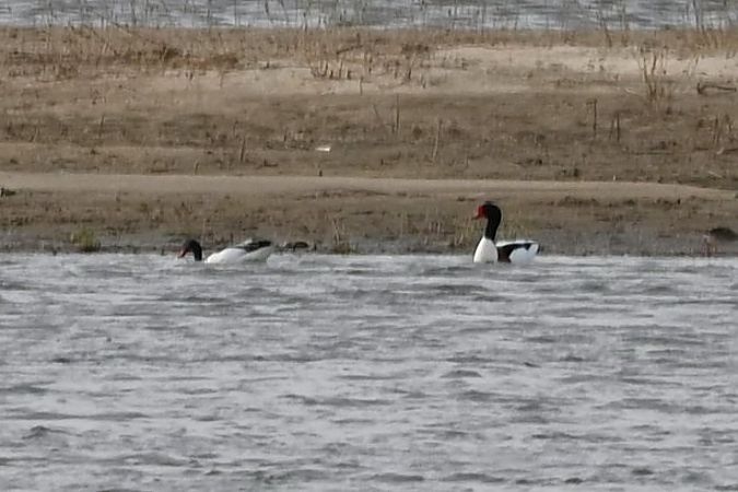 Brandgans  - Mariusz Godlewski