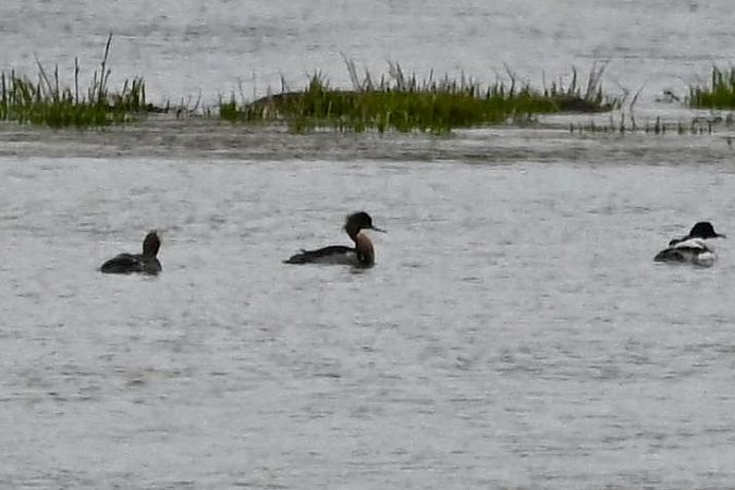 Mittelsäger  - Mariusz Godlewski
