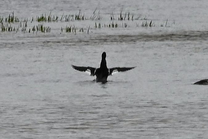 Harle huppé  - Mariusz Godlewski