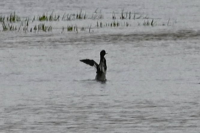Harle huppé  - Mariusz Godlewski