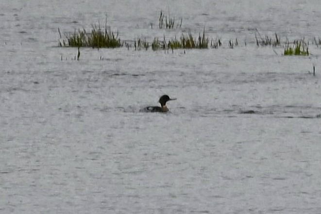 Harle huppé  - Mariusz Godlewski