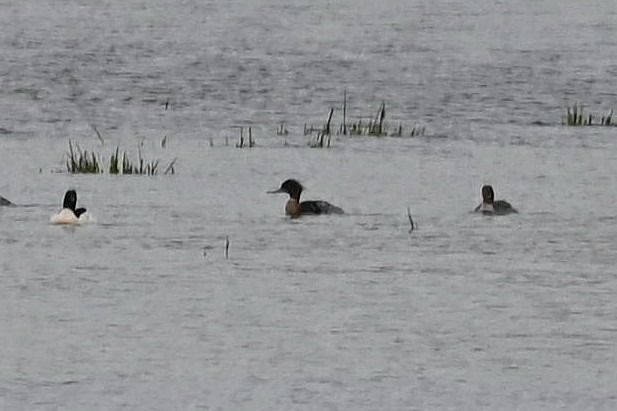Harle huppé  - Mariusz Godlewski