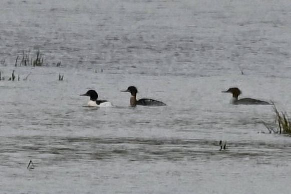 Harle huppé  - Mariusz Godlewski