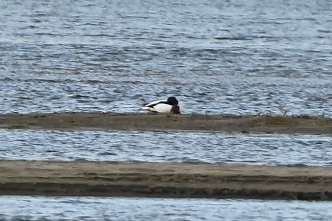 Brandgans  - Mariusz Godlewski