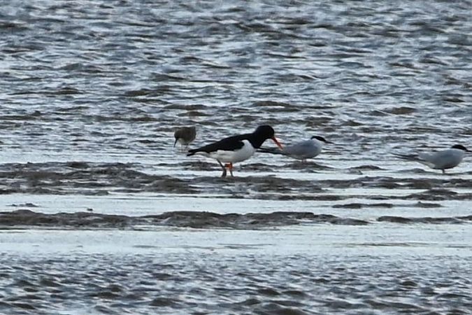 Austernfischer  - Mariusz Godlewski