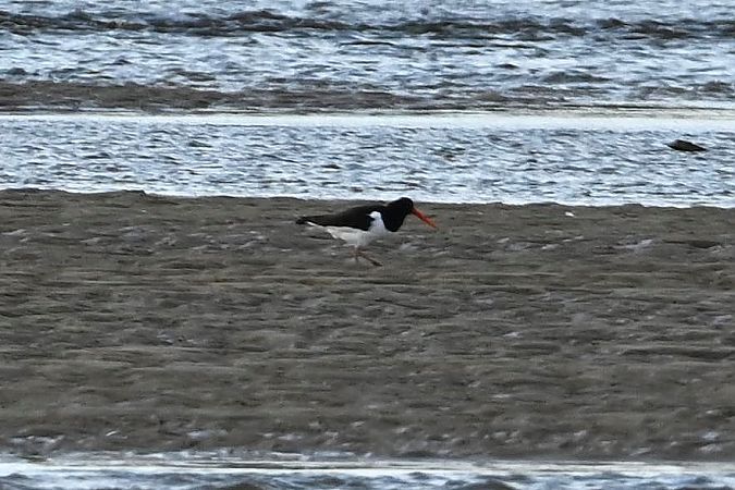 ostrygojad  - Mariusz Godlewski