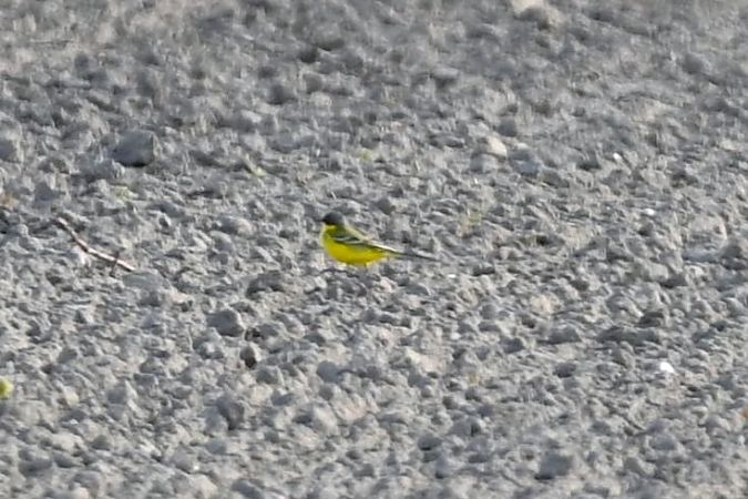 pliszka żółta (tundrowa, ssp. thunbergi)  - Mariusz Godlewski