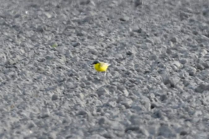 pliszka żółta (tundrowa, ssp. thunbergi)  - Mariusz Godlewski