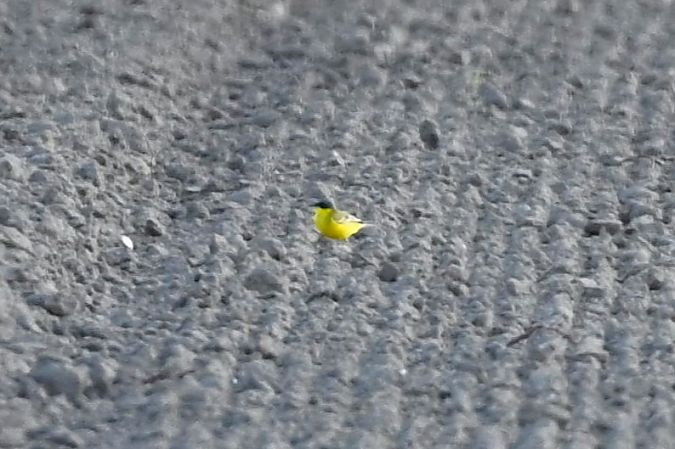 pliszka żółta (tundrowa, ssp. thunbergi)  - Mariusz Godlewski