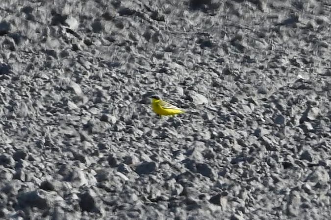 pliszka żółta (tundrowa, ssp. thunbergi)  - Mariusz Godlewski