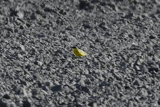 pliszka żółta (tundrowa, ssp. thunbergi)  - Mariusz Godlewski