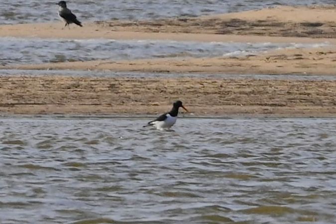 ostrygojad  - Mariusz Godlewski