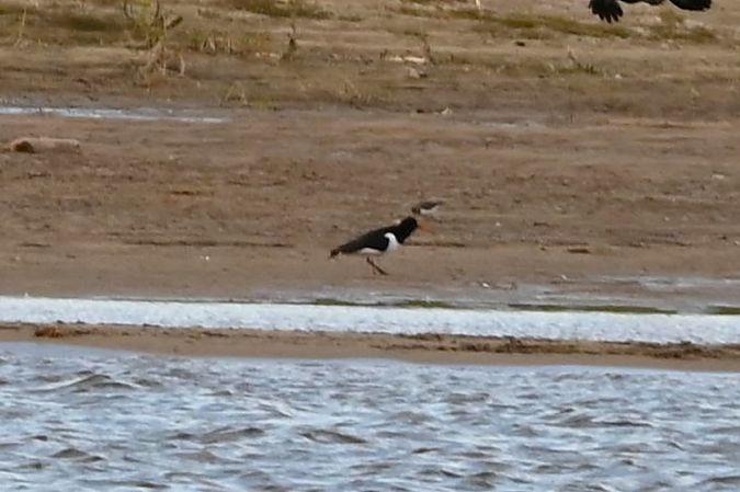 Austernfischer  - Mariusz Godlewski