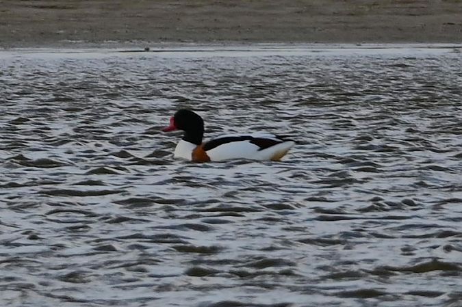 ohar  - Mariusz Godlewski