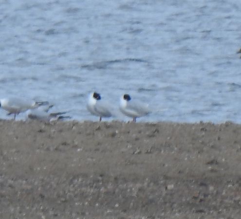 mewa czarnogłowa  - Maciej Niedzielski