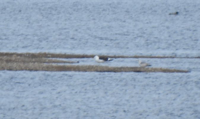 mewa żółtonoga (ssp. fuscus)  - Maciej Niedzielski